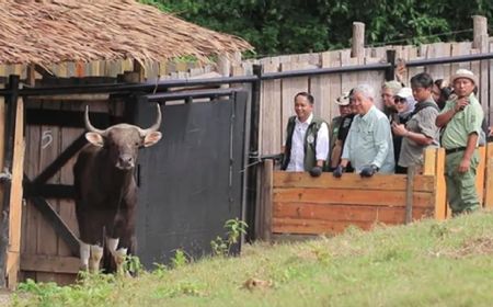 Lepasliarkan Banteng Jawa, Upaya Konservasi di Cagar Alam Pangandaran