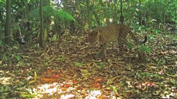 The Javanese Leopard Is Caught Wandering In The Sanggabuana Forest
