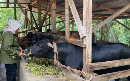 20 Ternak Sapi Tiba-tiba Mati di Mukomuko, Dinas Pertanian: Akibat Penyakit Jembrana