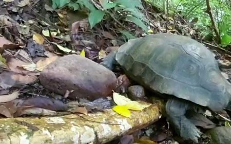 Kura-Kura Langka Jenis Kaki Gajah Dilepasliarkan KSDA Agam ke Cagar Alam Maninjau