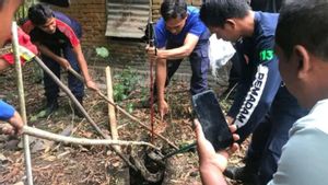 BKSDA: Beware Of Pythons Ahead Of Rainy Season In Central Lombok