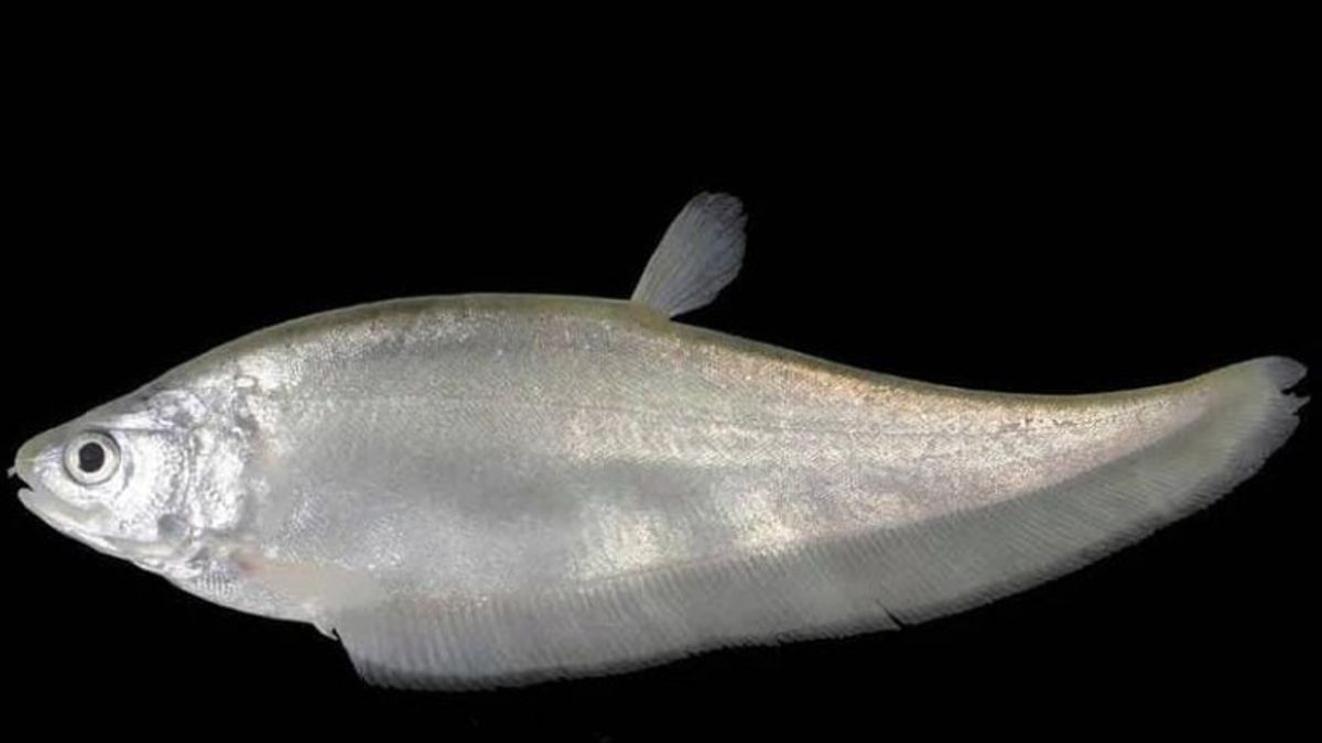 Hati-Hati, Konsumsi Ikan Belida Sumatera Bisa Dipidana Denda Rp1,5 Miliar