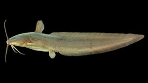 Jangan Panik! Kenali Mitos Ikan Sembilang Agar Kamu Tahu Fakta Sebenarnya