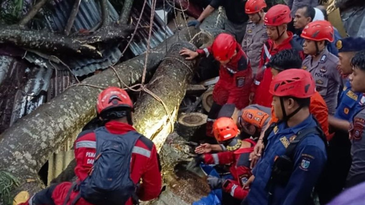 2 Victims Hit By A Tumbang Tree In Biringkanaya Makassar Died