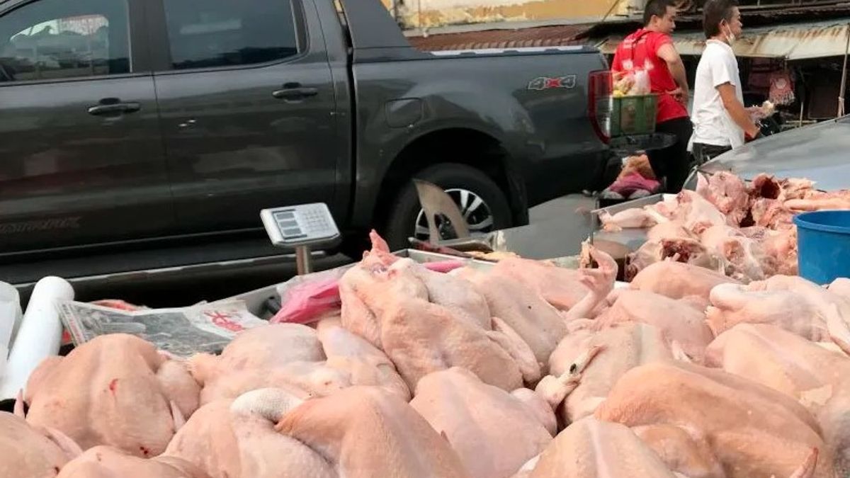 Malaysia Beri Larangan Ekspor Ayam
