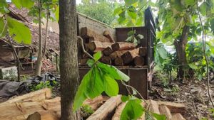Komplotan Penjarah Kayu Jati di Madiun Ditangkap