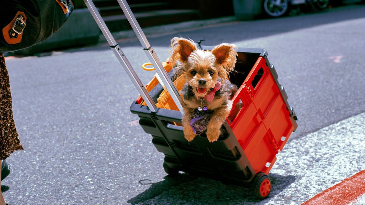 Comment vérifier une livraison pratique et facile d’animaux