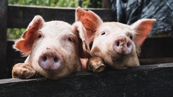 Virus Nipah Mengintai, Kemenkes Minta Waspada Perdagangan Babi Ilegal Malaysia-Indonesia