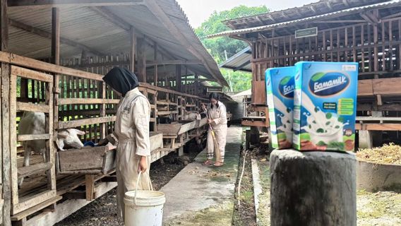 GAMAMILK Gerakkan Sendi Ekonomi Peternak Kambing Perah di Gemolong