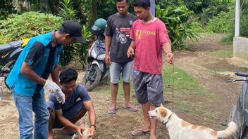  Balita di Pasaman Meninggal karena Digigit Anjing Diduga Rabies