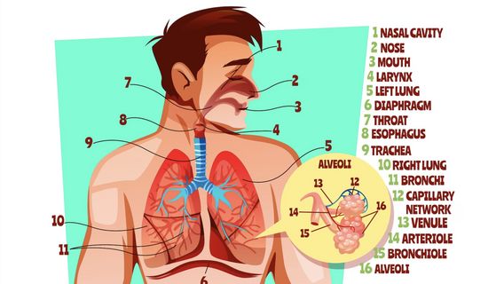 Urutan Proses Masuknya Udara dalam Sistem Pernapasan yang Tepat, Simak di Sini