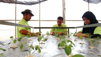 Penanaman Kentang Go Varietas Granola L di Karo DIlakukan Mahasiswa Polbangtan Medan