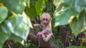 インドネシアの生物多様性の例、タイプに基づいて