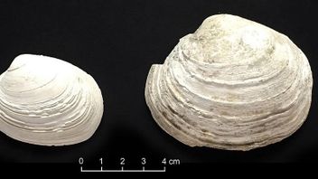 Seashell Fossil Reveals Facts The Earth Has Been Slowing Down For 23 Minutes