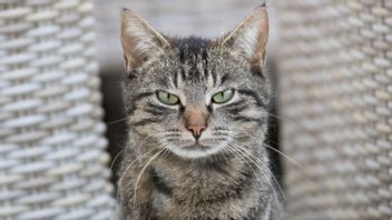 Mengenal Respons Flehmen pada Kucing untuk Mengakses Informasi Melalui Penciuman