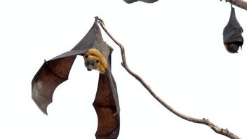 Bats Have Implemented Social Distancing Before We Did It