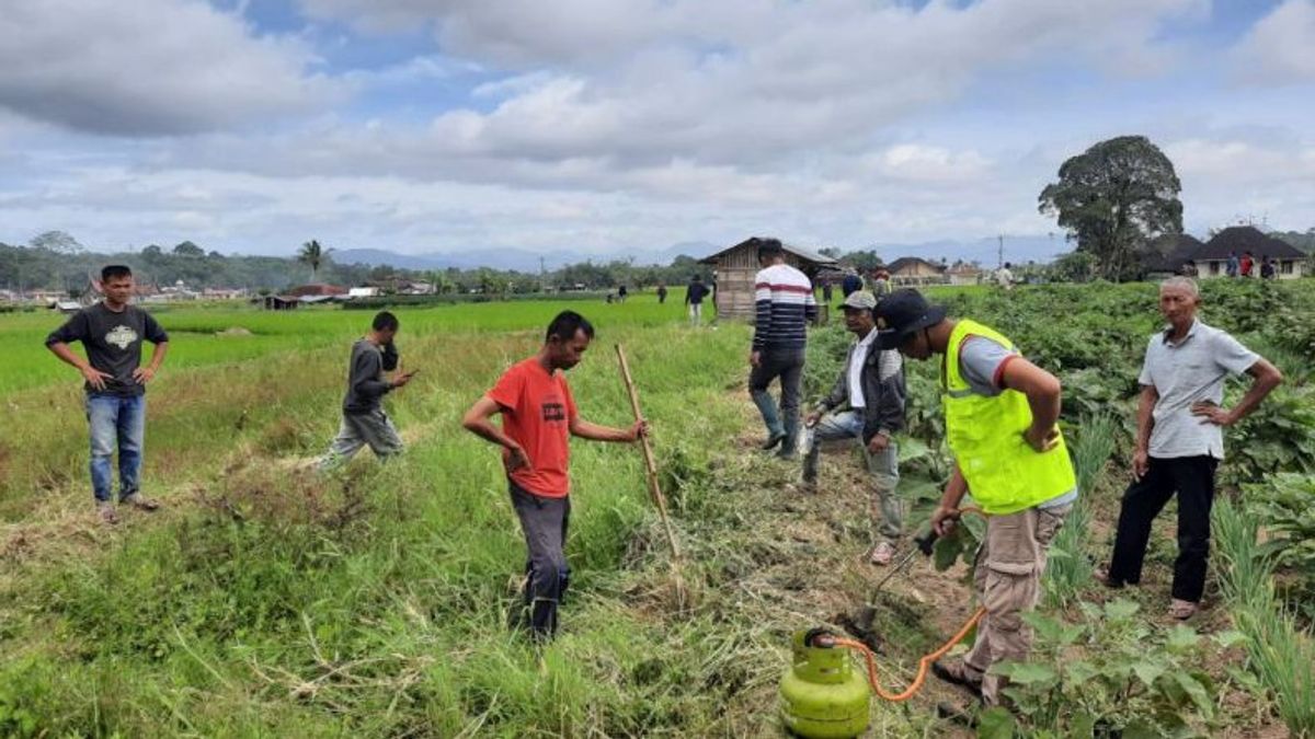 Hama Tikus Hantai Farmer Agam West Sumatra, 10 Hectares Attacked Potentially Damaged Harvest