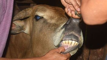 没有副作用的病例发现，政府确保口蹄疫疫苗对牲畜是安全的