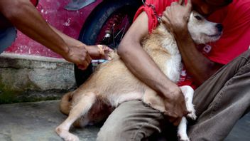 تقول وزارة الصحة إنه من بين 34 مقاطعة في إندونيسيا ، هناك 8 مقاطعات فقط خالية من داء الكلب