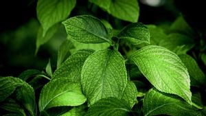 Getting To Know The Benefits Of Parvening Leaves For Body Health, Can Lower Sugar Levels, One Of Which Is