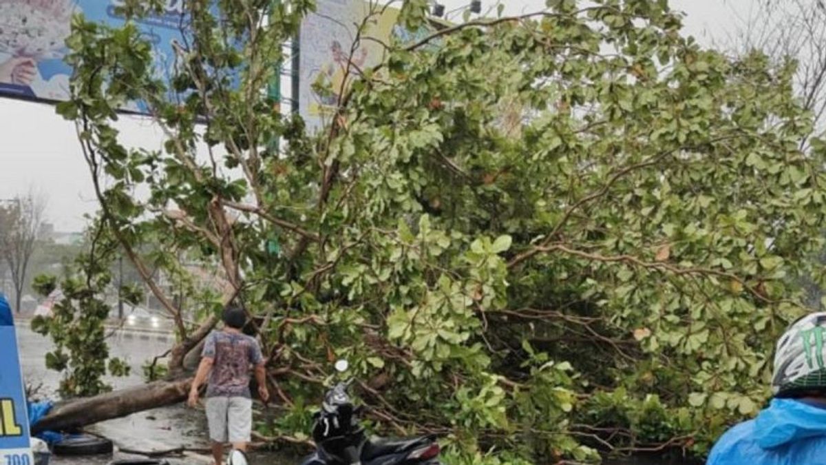 班贾尔马辛大雨造成的13棵倒塌的树木,一些倒塌的建筑物