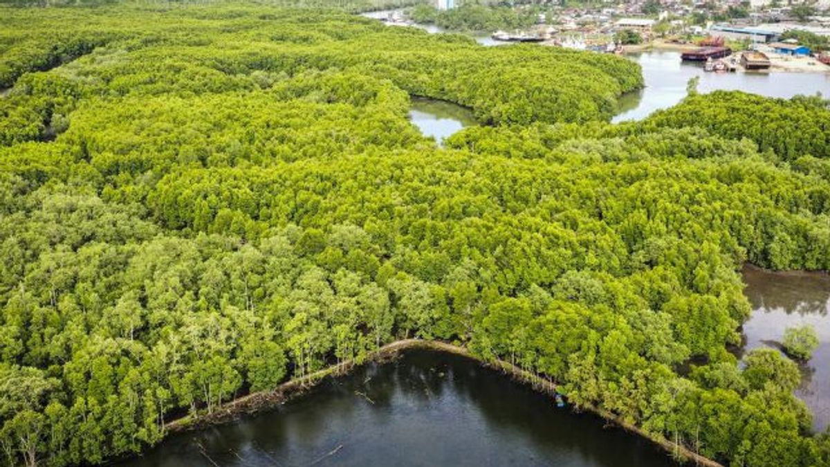 KLHK Beberkan Dampak Positif dari Mangrove yang Sehat