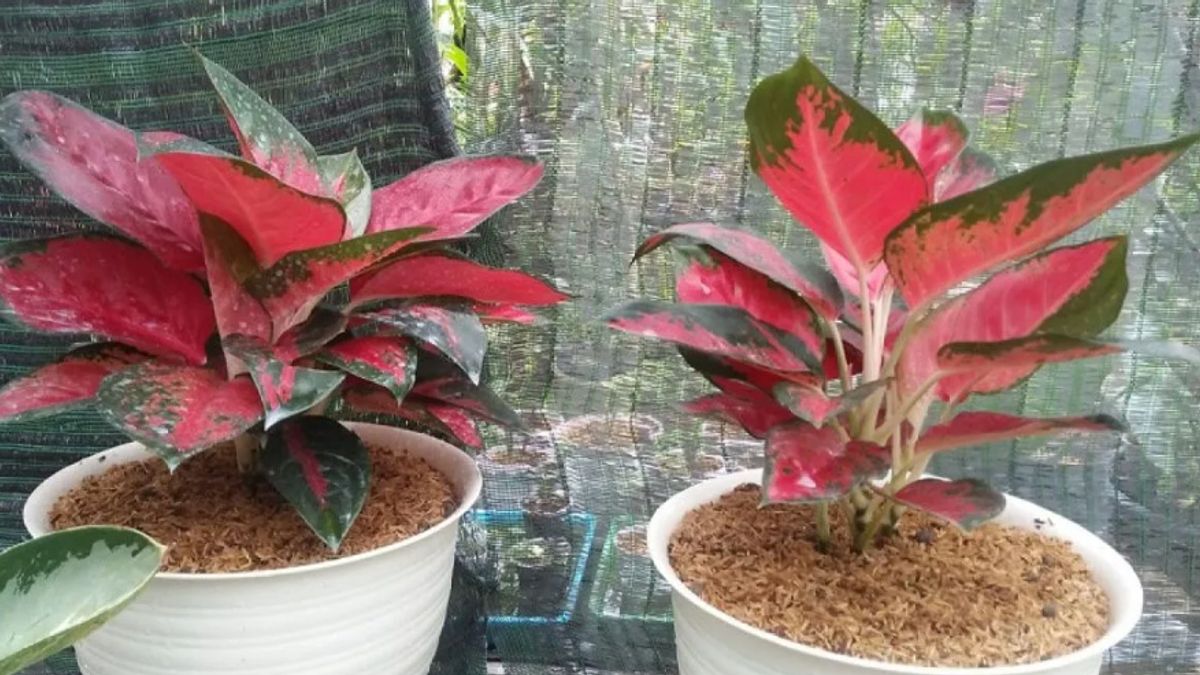 Cara Merawat Aglaonema Agar Subur dan Indah