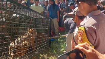 A Sumatran Tiger Enters A Trap Cage In South Aceh