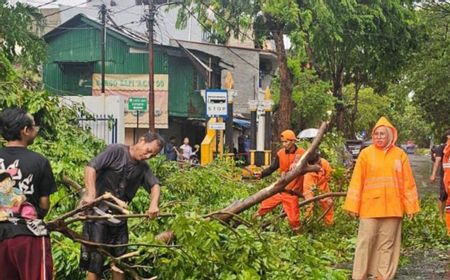 Hujan Angin di Jakarta, 11 Pohon Tumbang Hingga Timpa Kendaraan