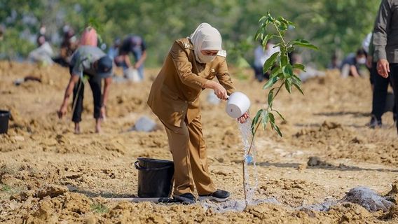 Khofifah: <i>Food Estate</i> Mangga di Gresik Perkuat Ketahanan Pangan