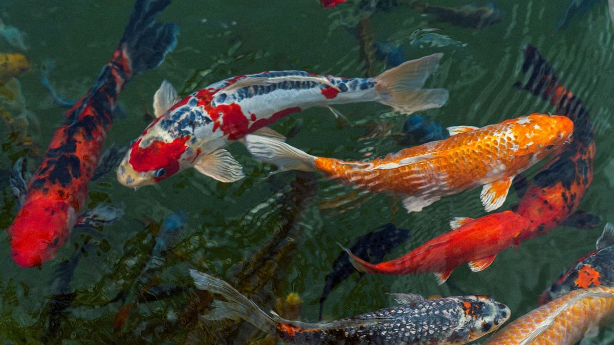 MSMEs In Blitar Successfully Exported 80 Koi Fish To Malaysia