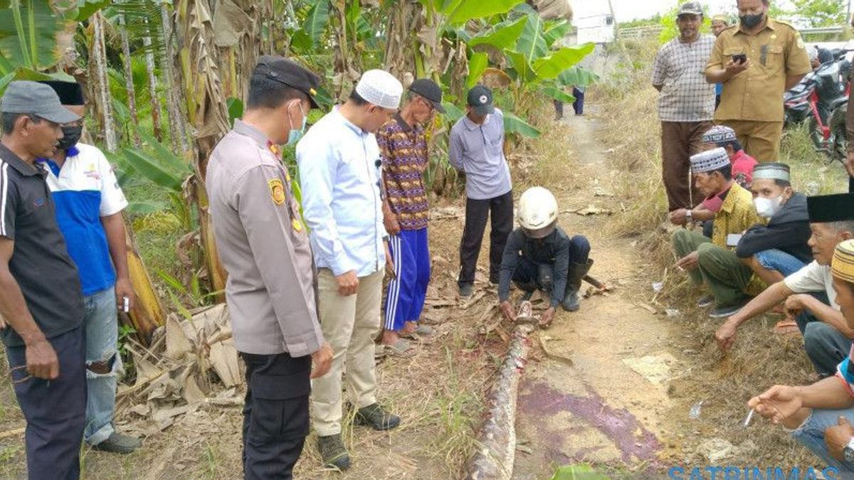 In The Morning, About To Go To The Toilet, 90-year-old Grandmother In The Sabak Jambi Estuary Surrounded By A 6 Meter Python
