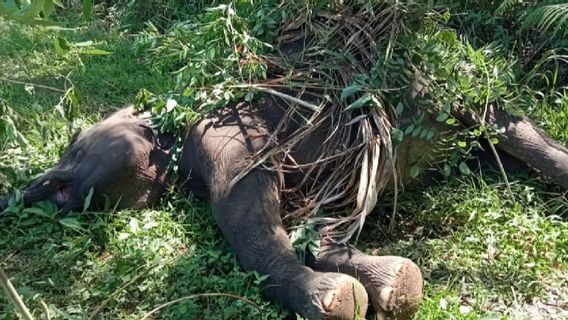 Kawat Listrik yang Dipasang Warga Aceh Tengah di Area Perkebunan Tewaskan Gajah Jantan