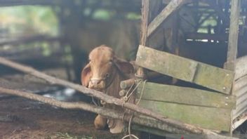 バンカ・ベリトゥン農業事務所がLSDに感染した43頭の牛を見つけた