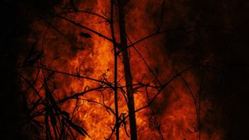 Les Grands Incendies De Forêt En Turquie Sont En Grande Partie Résolus