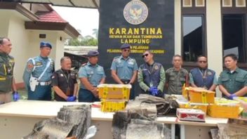 Balai Karatina Lampung Gagalkan Penyelundupan Kura-kura, Ikan Cupang Sampai Biawak