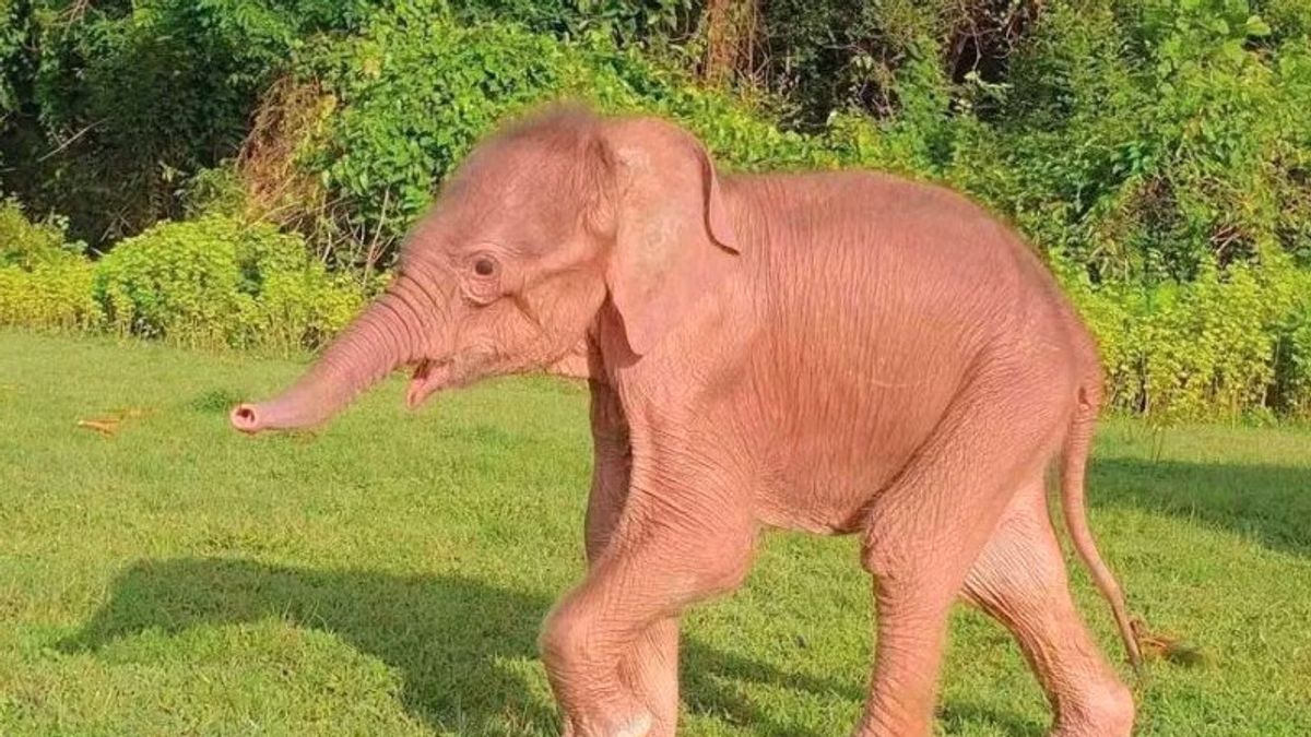 Berita Luar Negri: Gajah Putih Langka Lahir di Rakhine Myanmar
