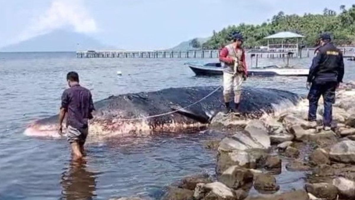 BKDSA Investigate Cause Of Whale Death On Tidore Beach
