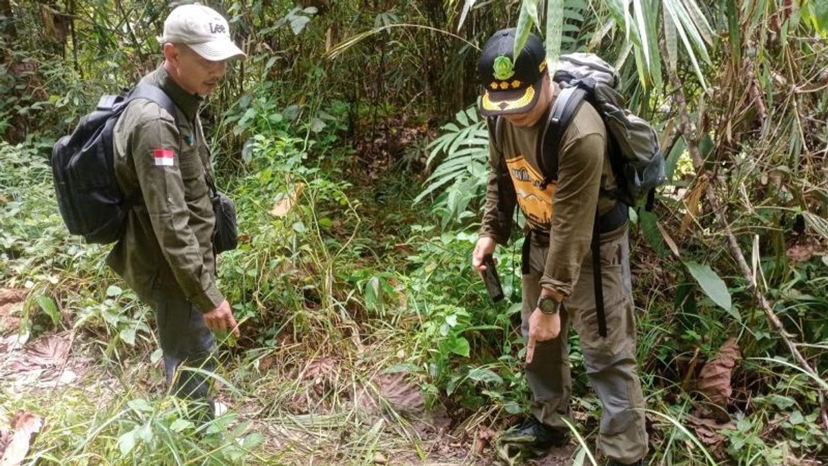 Perdana Sejak 1981 Dua Ekor Gajah Terlihat Lagi di Sijunjung Sumbar, BKSDA Ajak Warga Tak Lakukan Perburuan