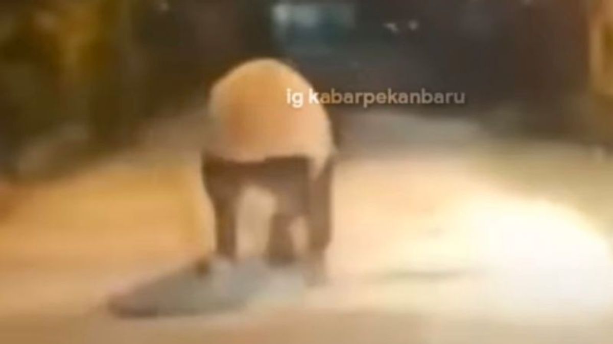 Tapir apparaît dans un logement à Pekanbaru, BKSDA suit