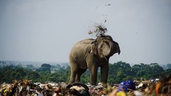 ゴミ箱でゴミを食べ、スリランカで20頭のゾウが死ぬ