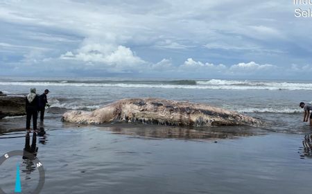 Sepekan, 3 Paus dan 2 Lumba-lumba Mati di Perairan Bali, NTT dan Jatim