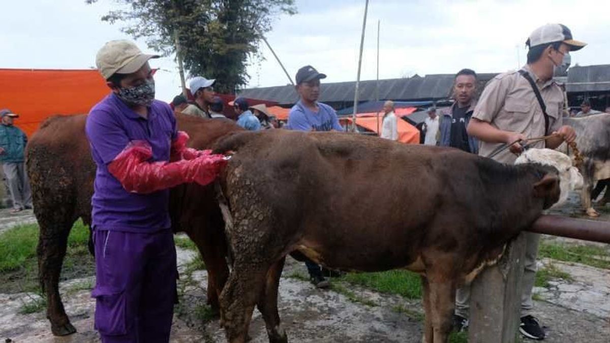 Temanggung的149头奶牛感染了口蹄疫