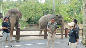 Atraksi Gajah Tunggang Resmi Dilarang, Pelanggar Bakal Dicabut Izin