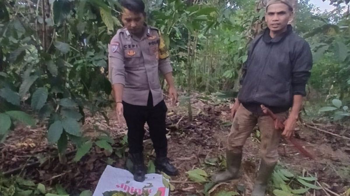 Seorang Pencuri Kopi Siap Panen Resahkan Petani Garut Dibekuk