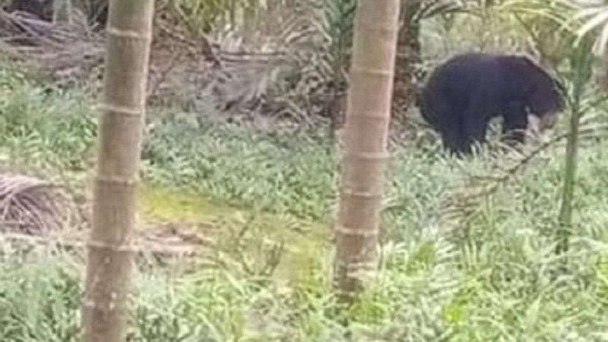 Kehadiran Beruang Madu di Kebun Milik Warga Tanjabbar Bikin Resah, BKSDA Diminta Segera Bertindak
