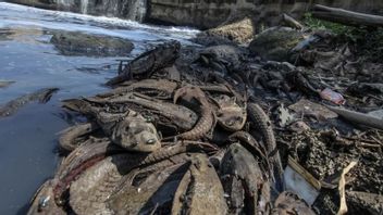 Rano Karno's Fish Sapu-Sapu Proposal Processed into Charcoal After Being Arrested