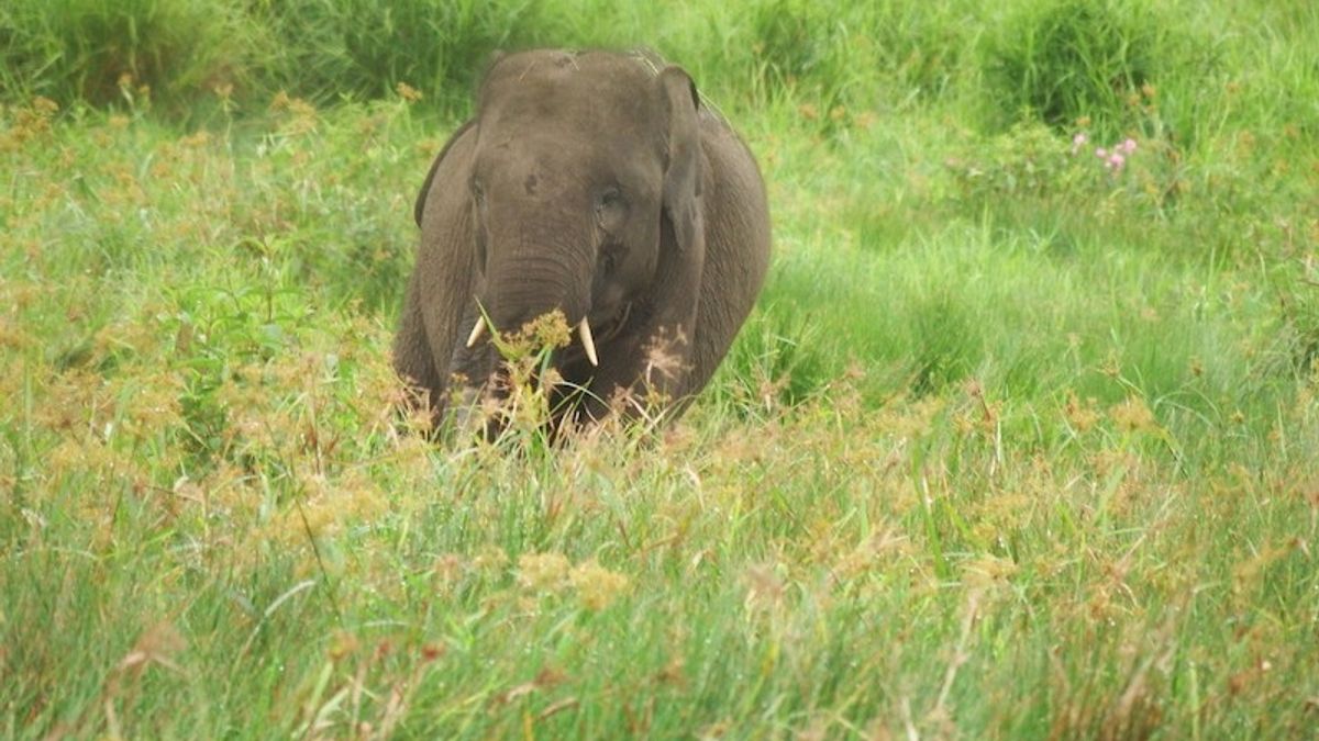 50 Ekor Gajah di Lahan Konservasi Kabupaten OKI Sumsel Selamat dari Karhutla