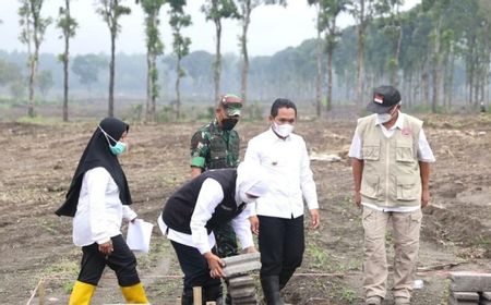 Pembersihan Lahan Sebagian Lokasi Huntara Korban Erupsi Semeru di Lumajang Tunggu Panen Cabai