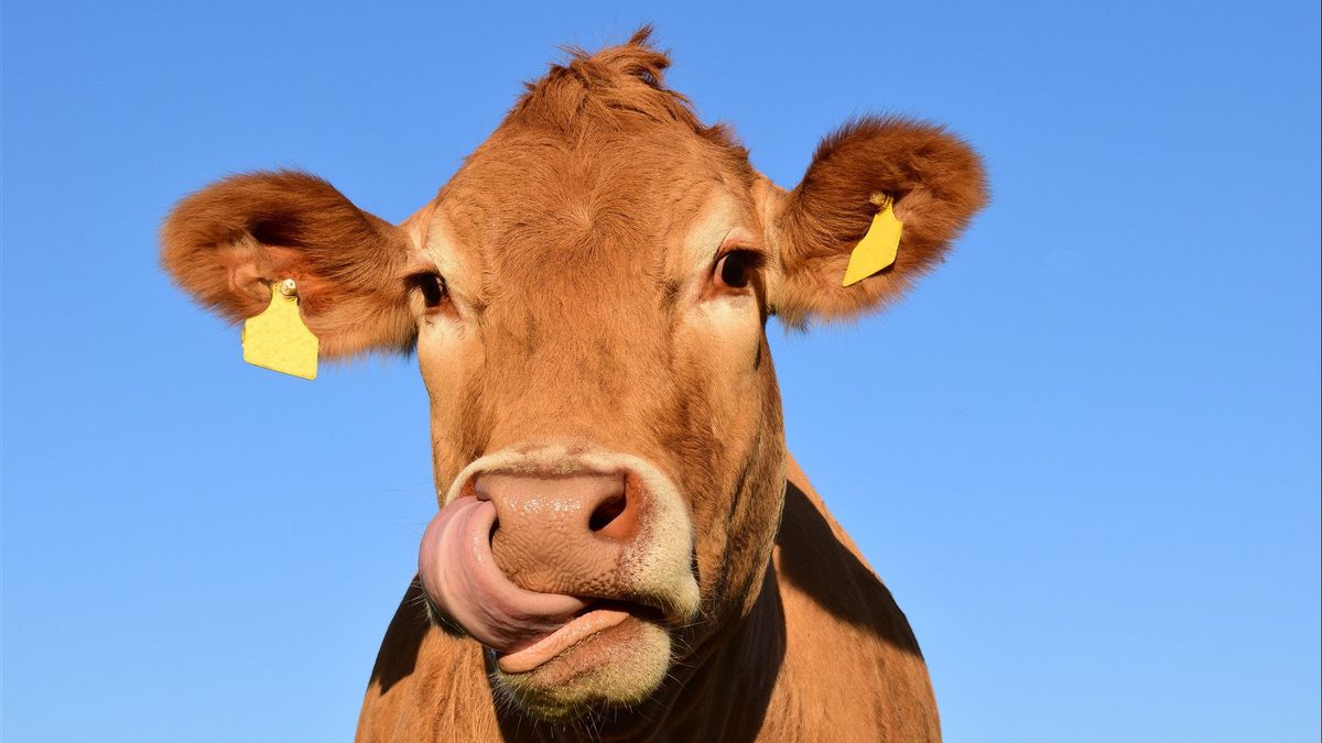 Il Y A La Maladie De La Vache Folle, Le Brésil Arrête Les Exportations De Viande Vers La Chine